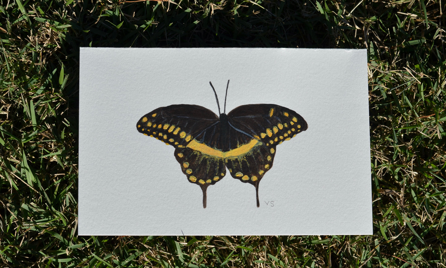 Black and Yellow Butterfly