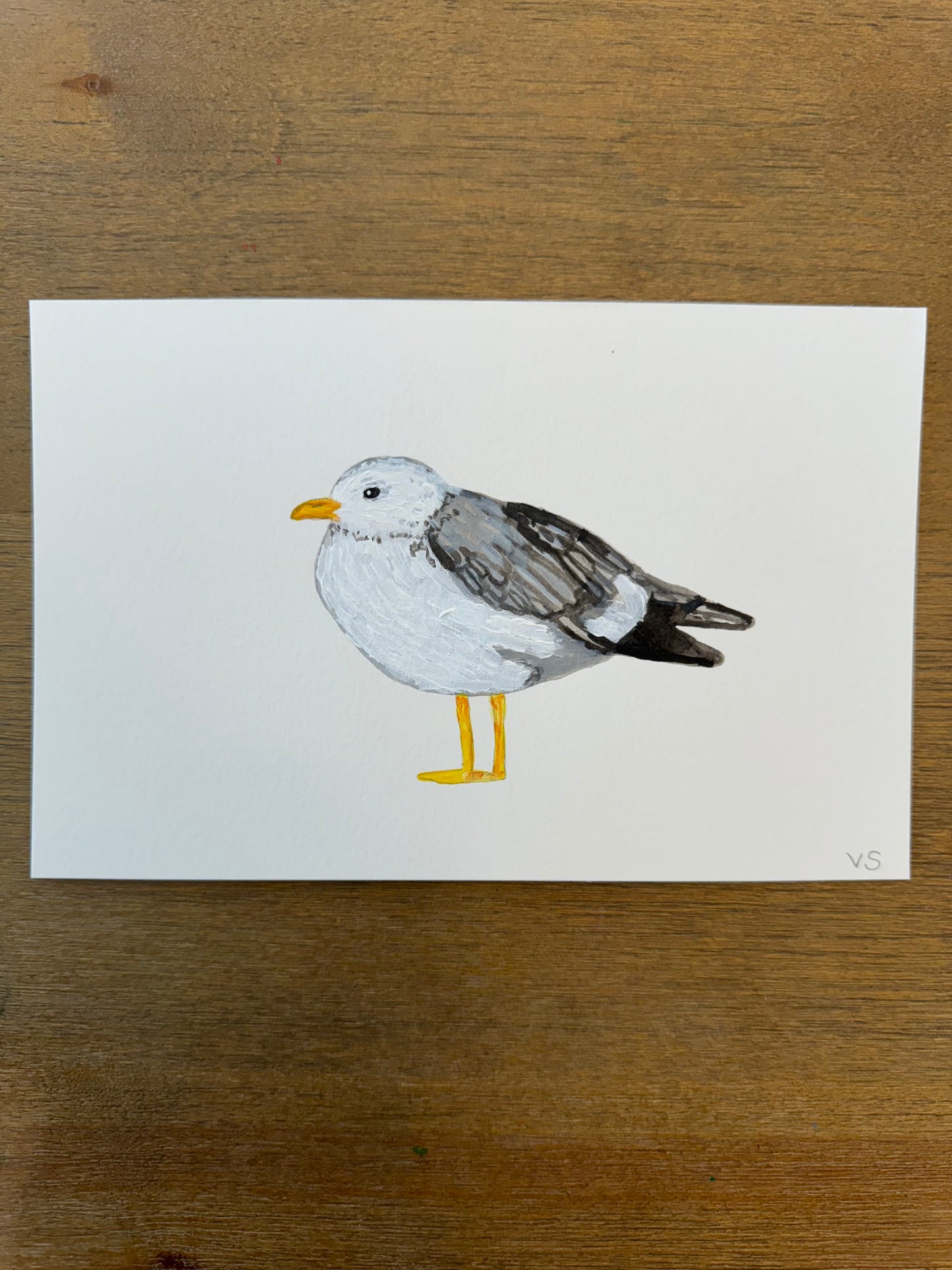 Seagull
