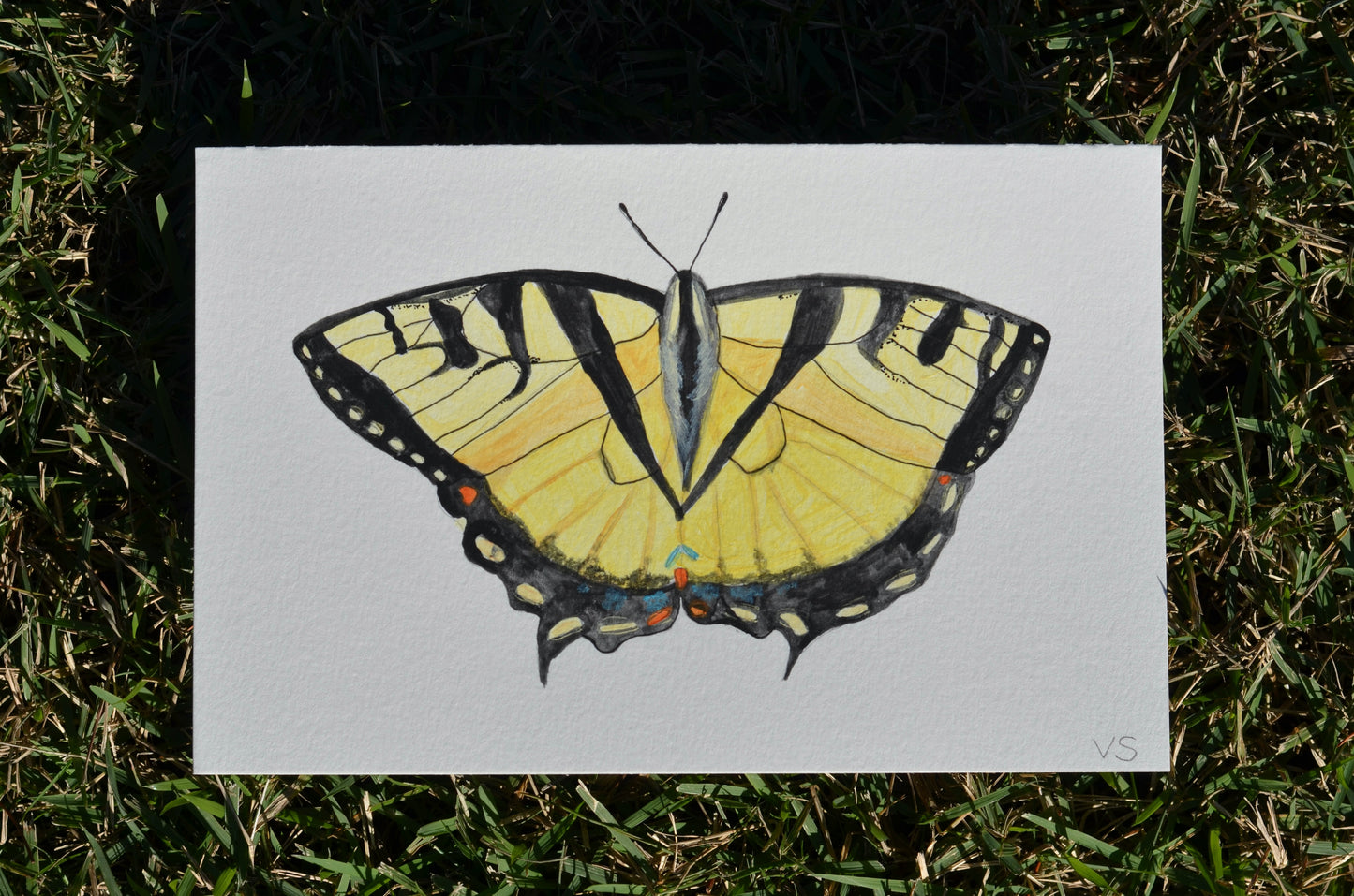 Yellow Swallowtail Butterfly