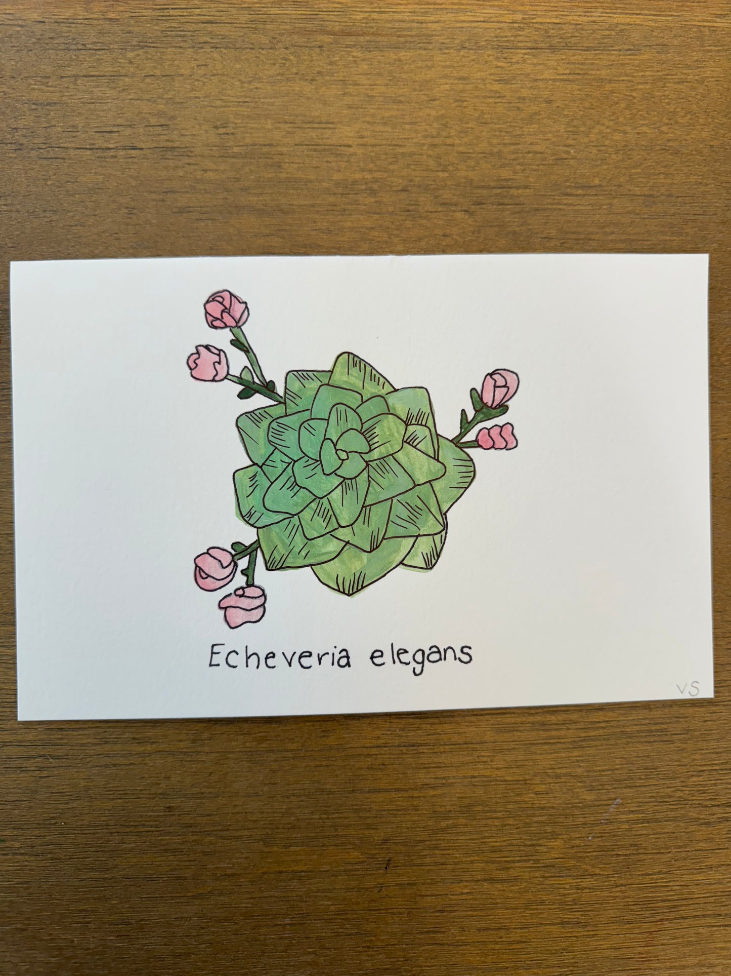 Echeveria elegans