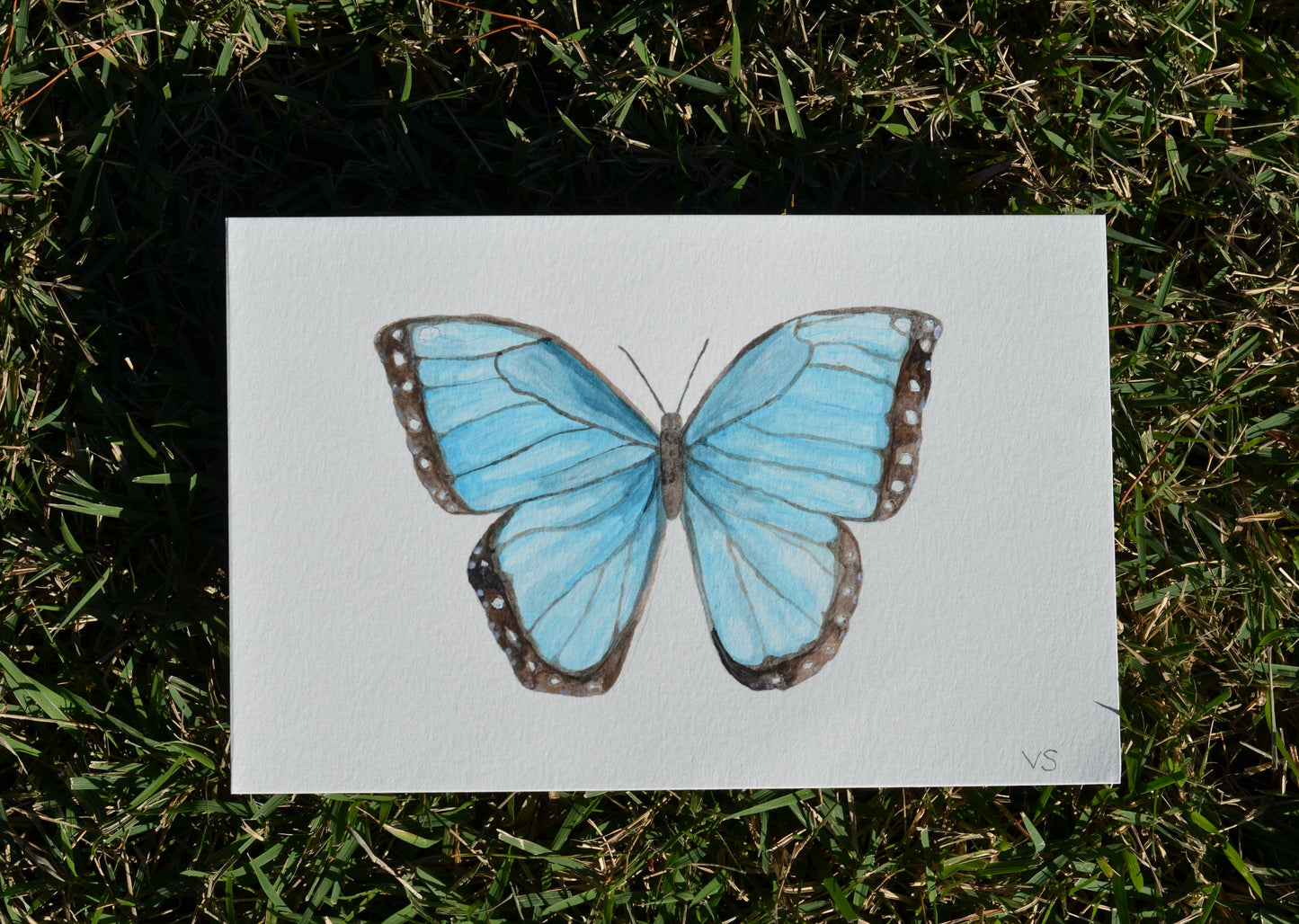 Blue Morpho Butterfly