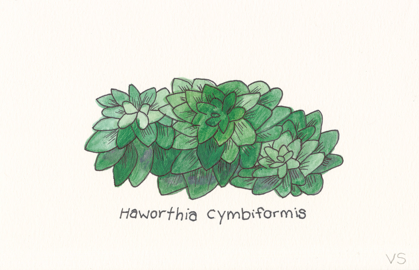Succulent #6