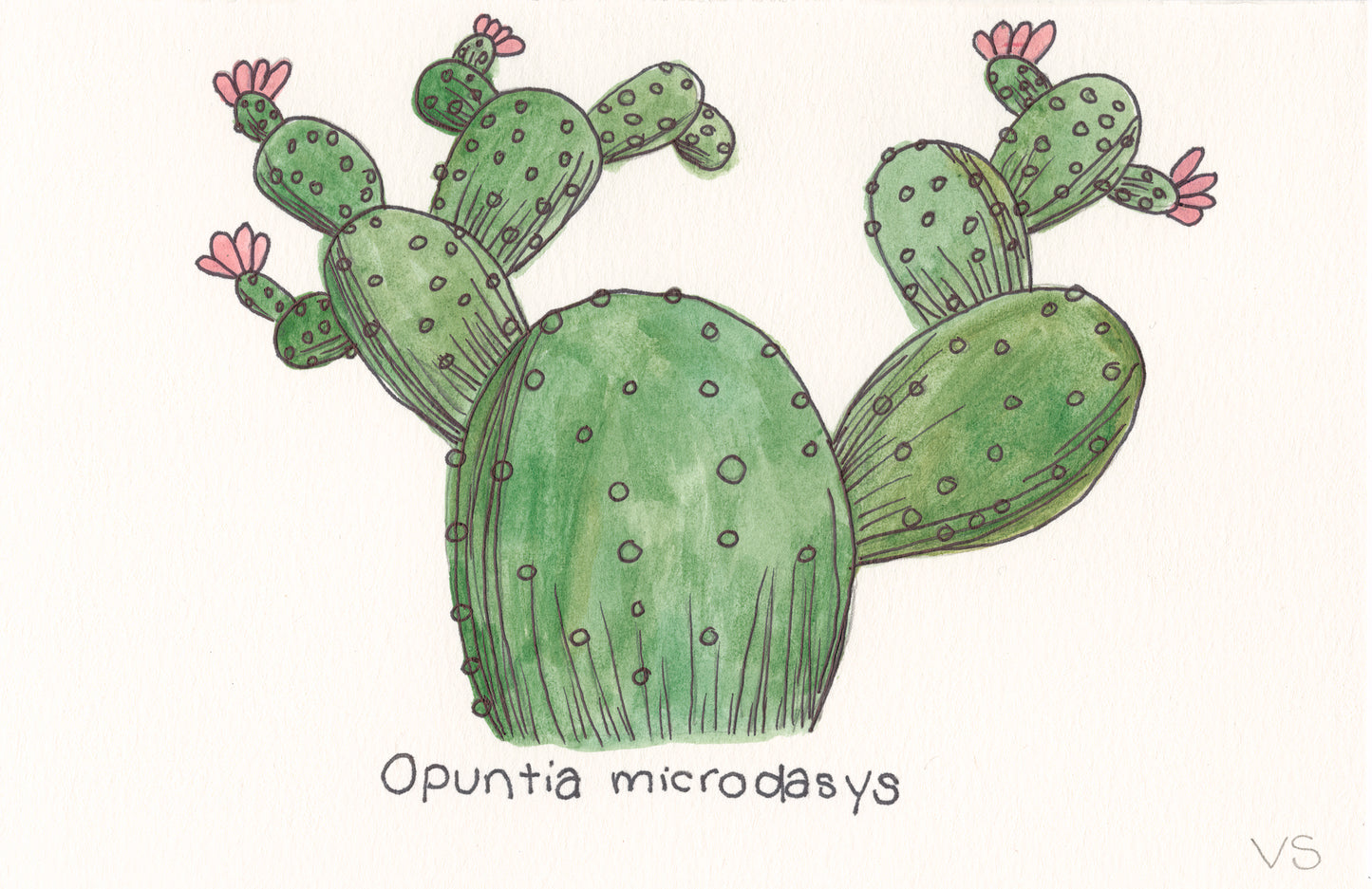 Succulent #5