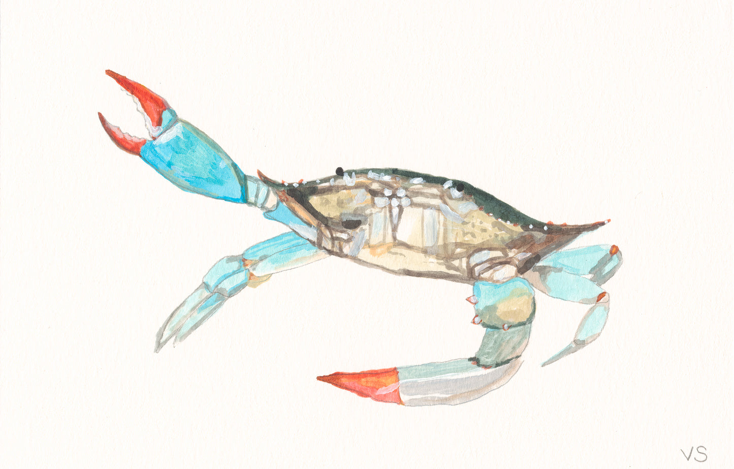 Blue Crab