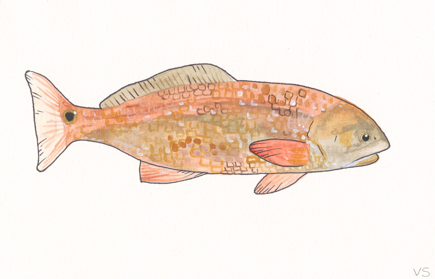 Red drum