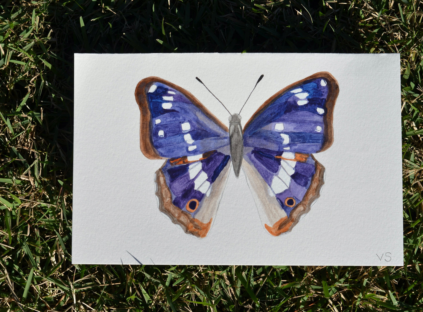 Purple Emperor Butterfly