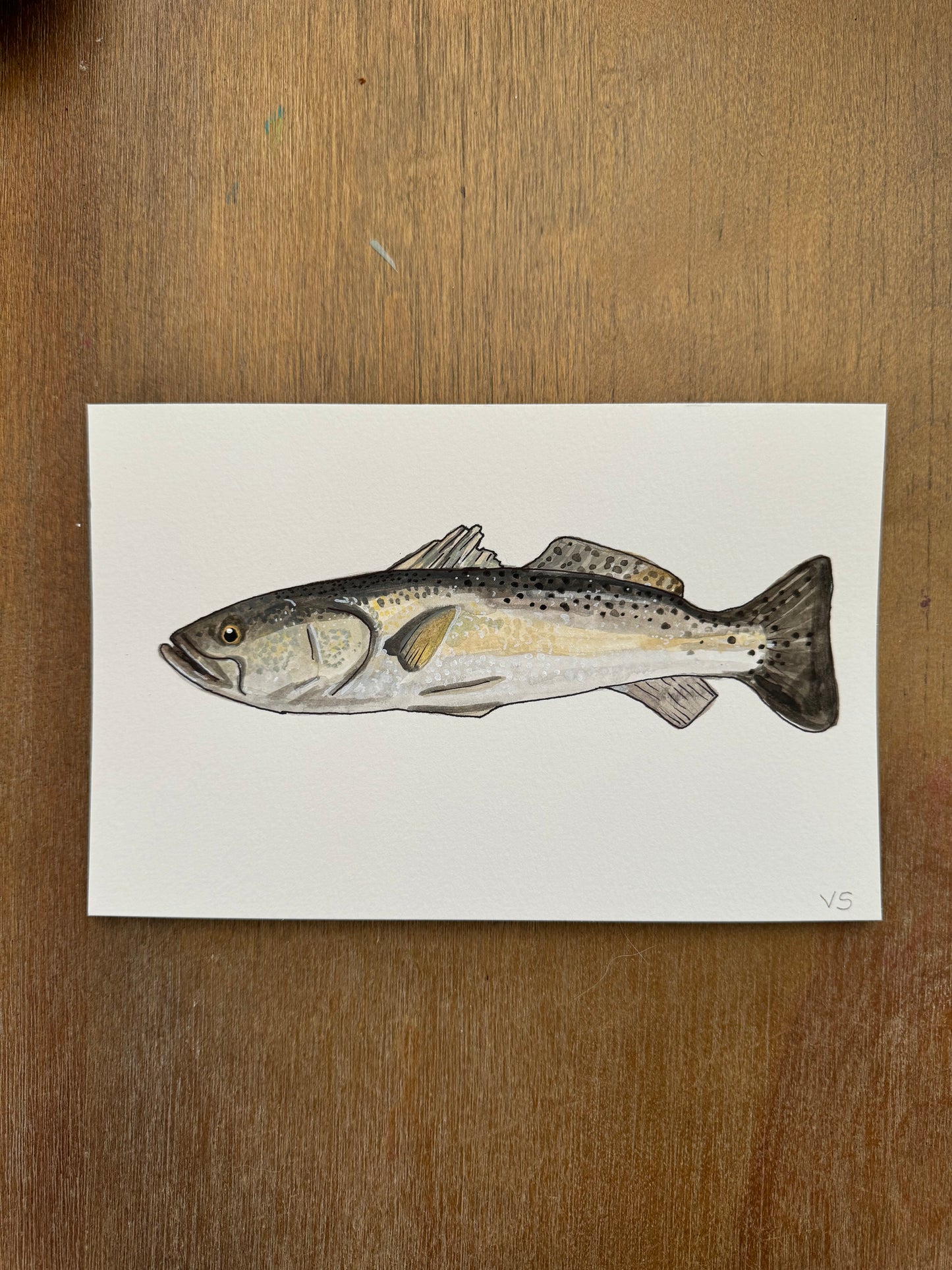 Spotted Seatrout