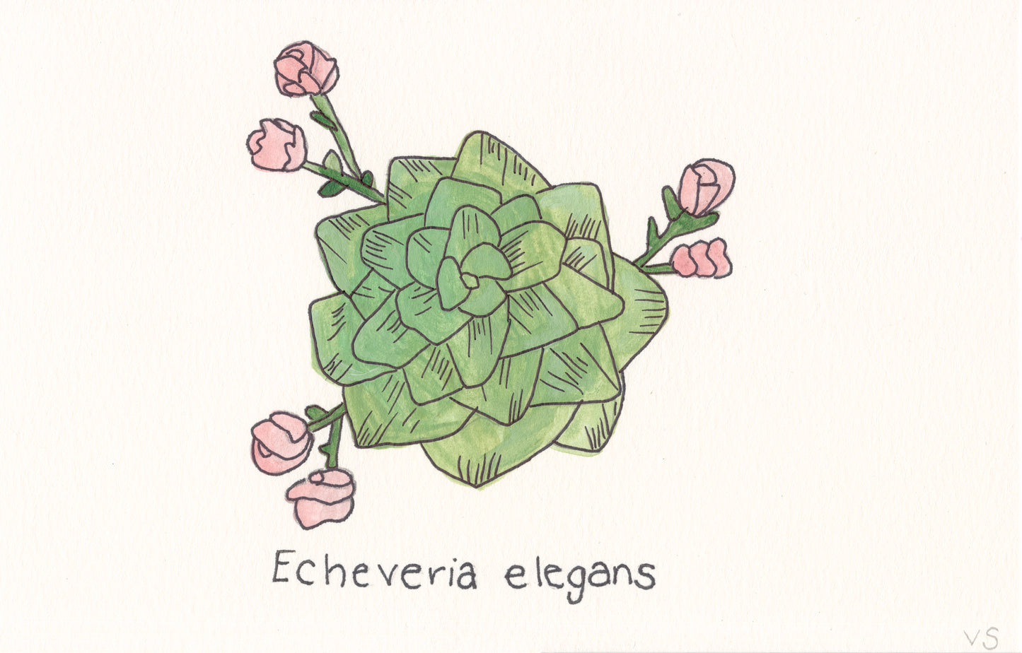 Succulent #1