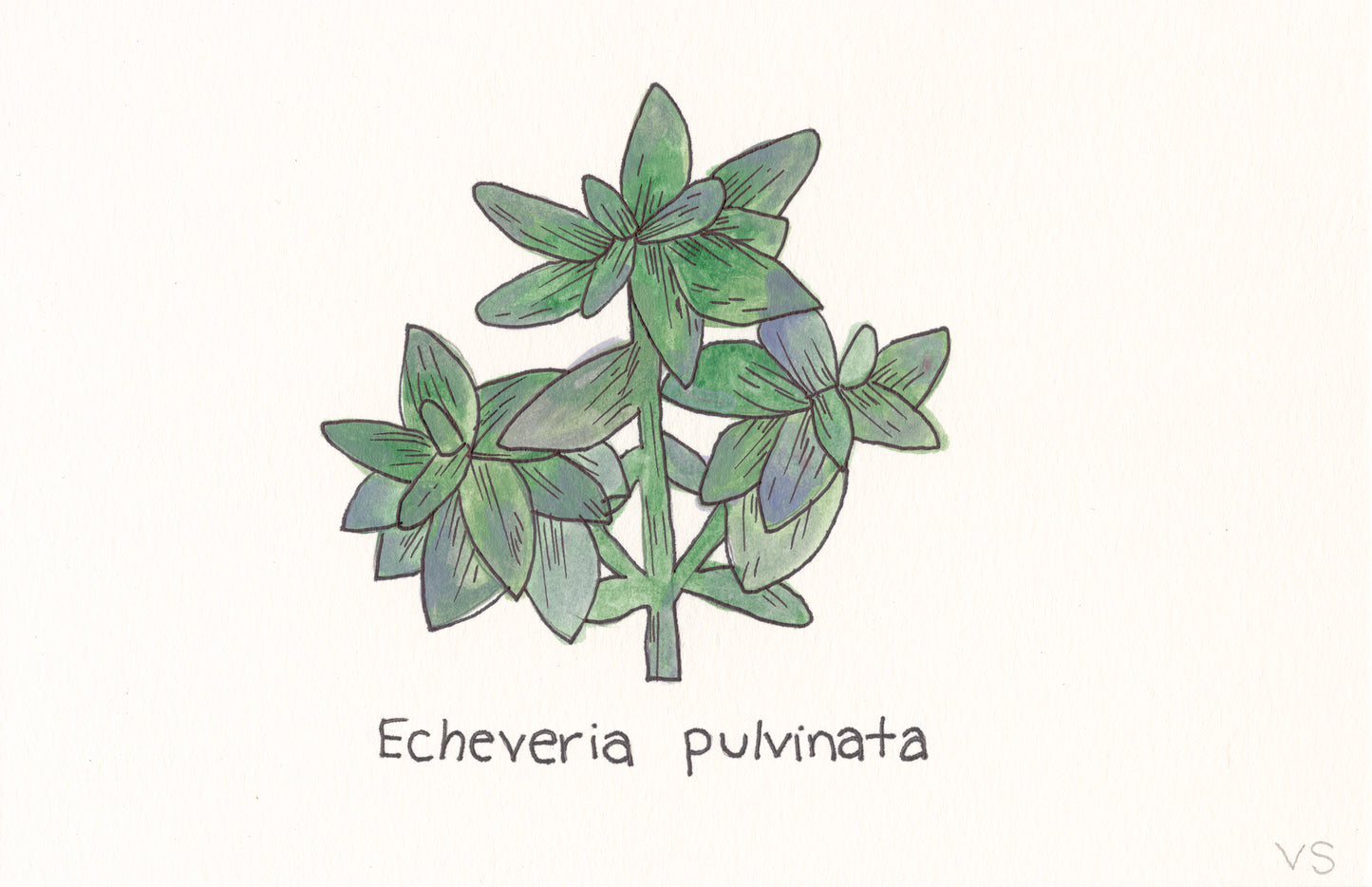 Succulent #3