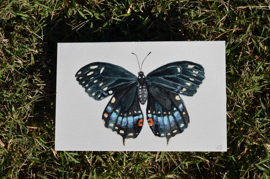 Black Swallowtail Butterfly