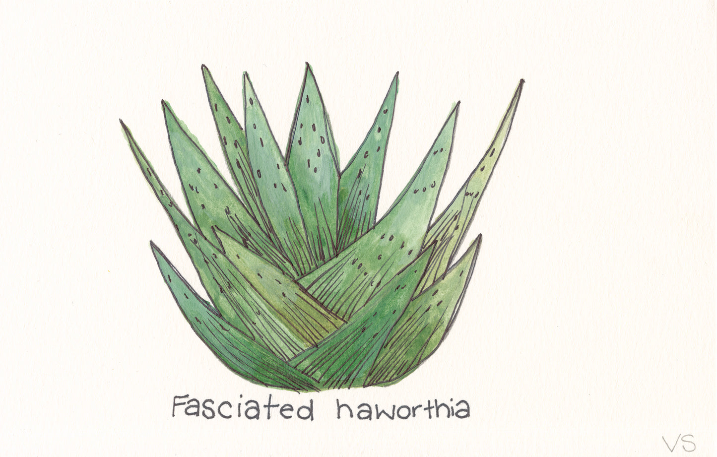 Succulent #4