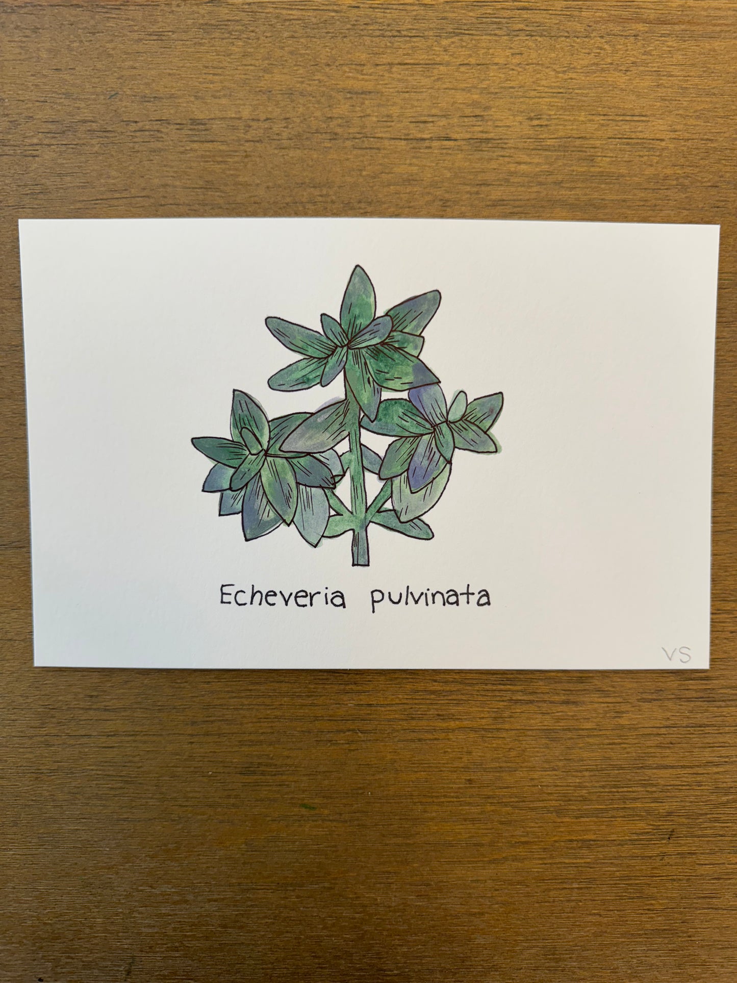 Echeveria pulvinata