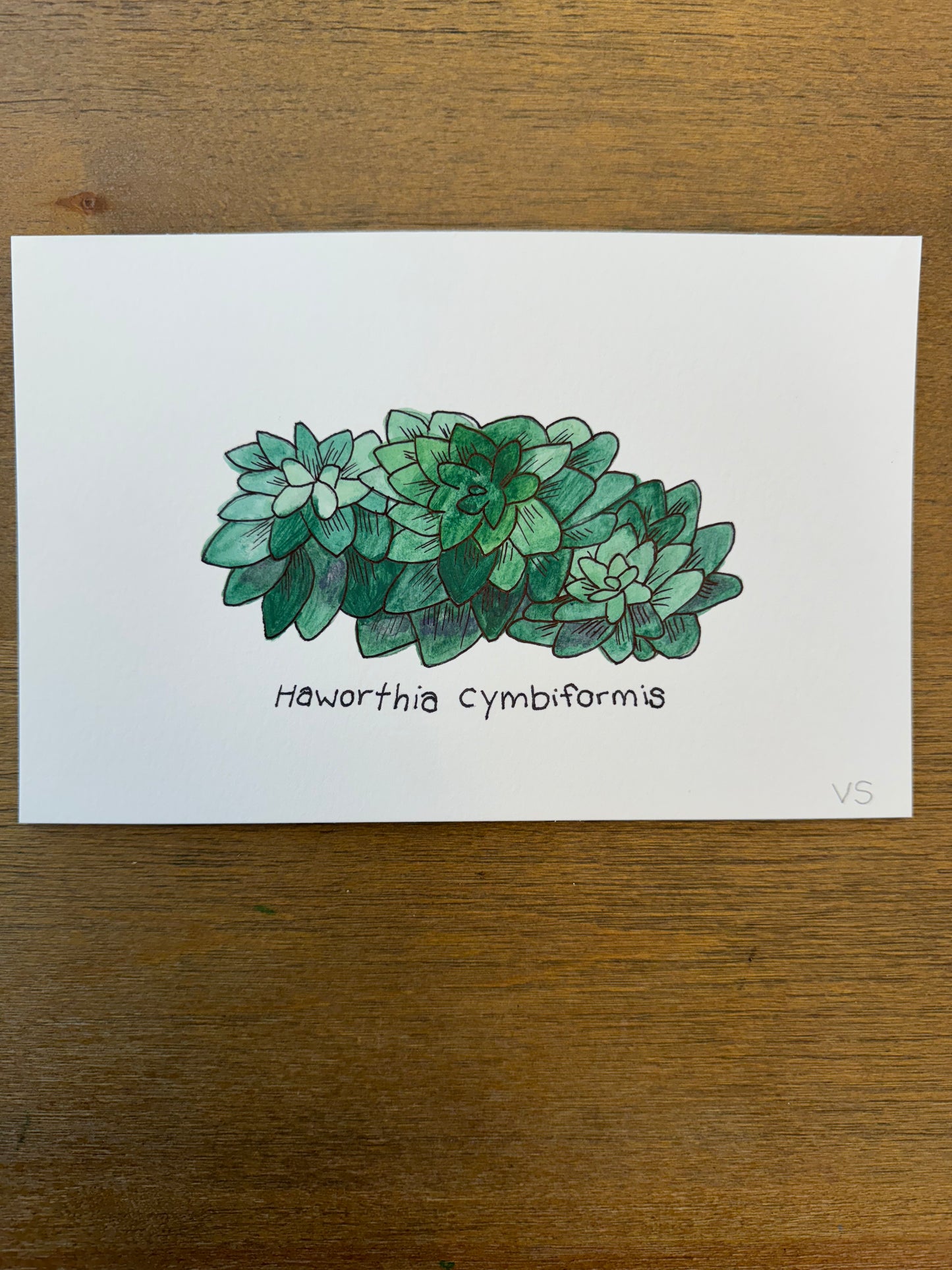 Haworthia cymbiformis