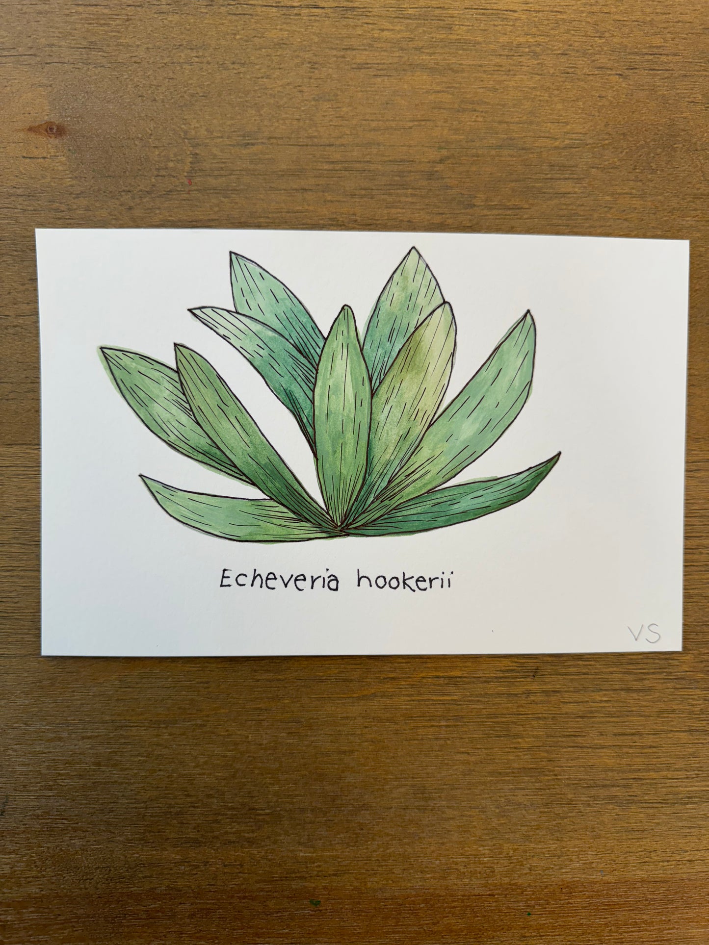Echeveria hookerii