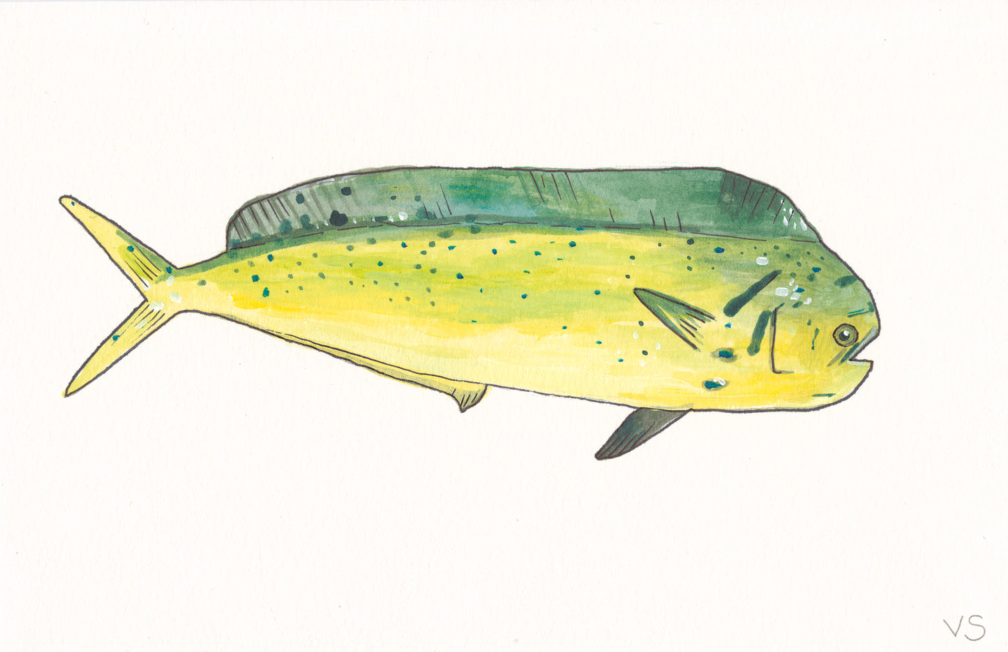 Mahi Mahi