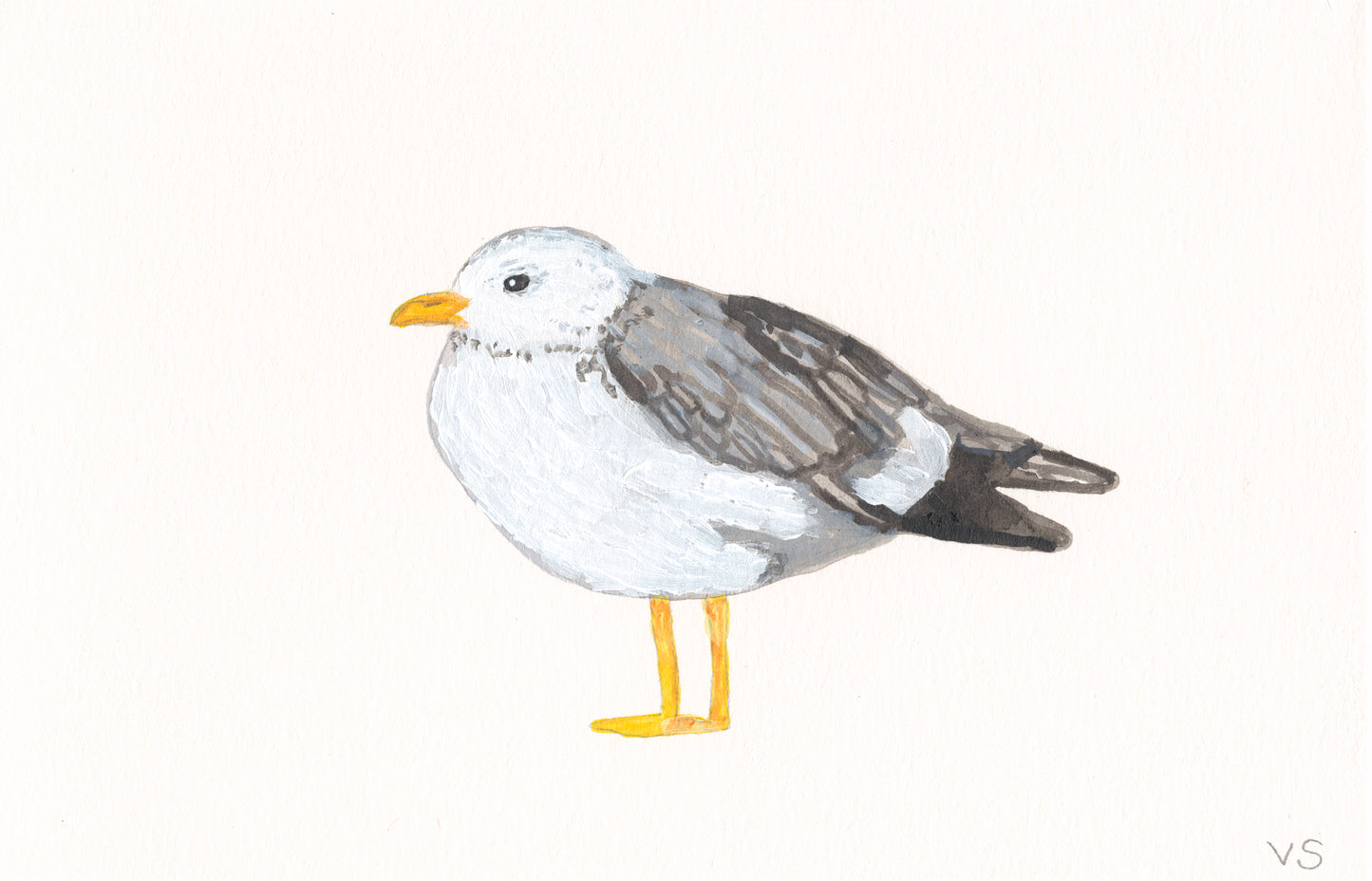 Seagull
