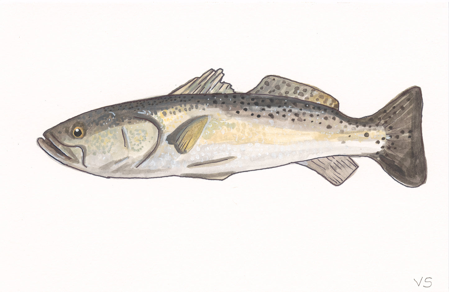 Spotted Seatrout
