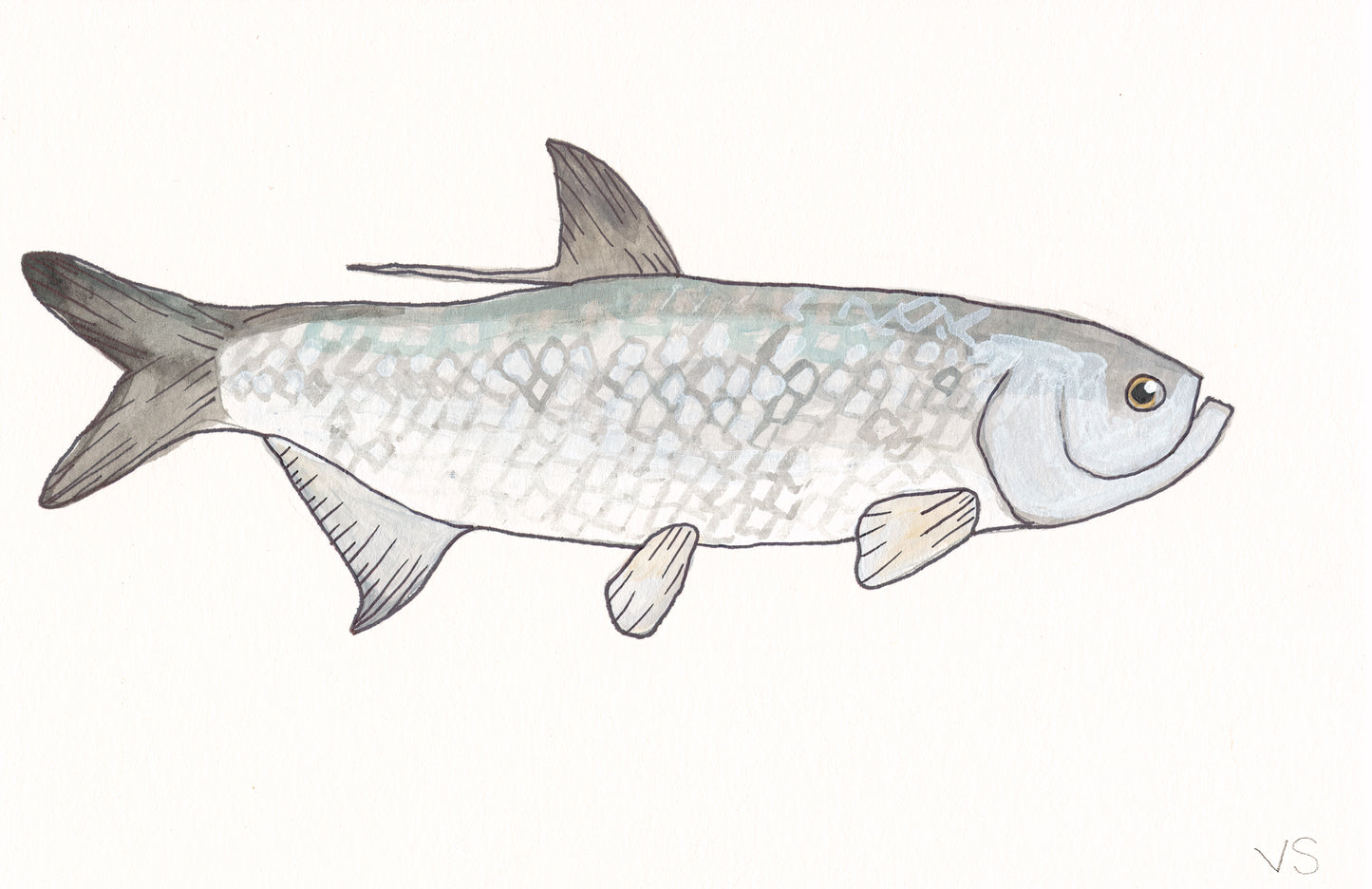 Tarpon
