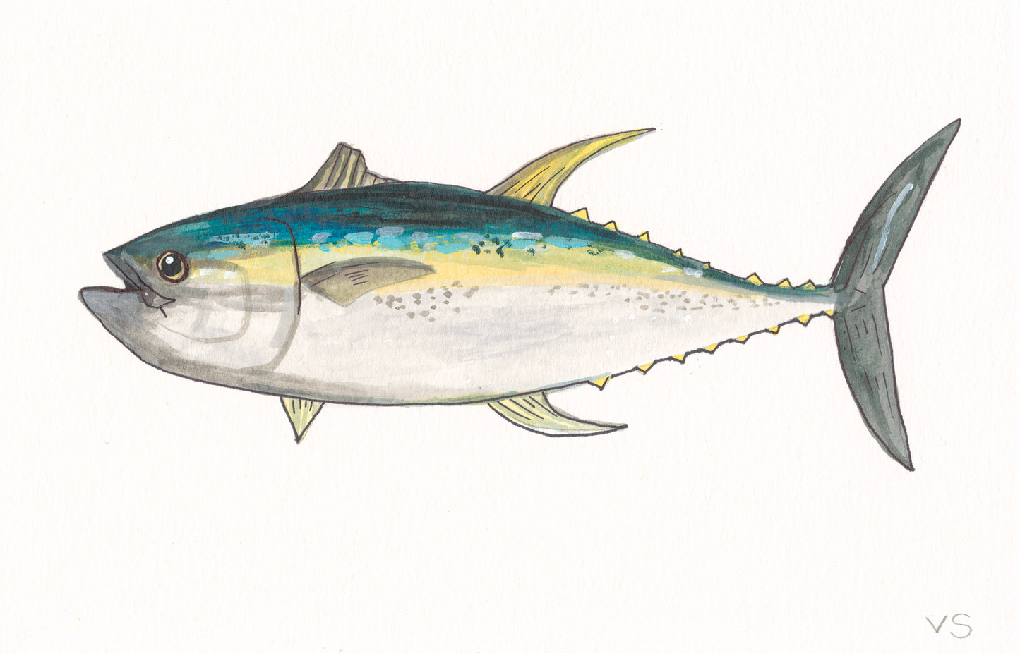 Yellowfin Tuna