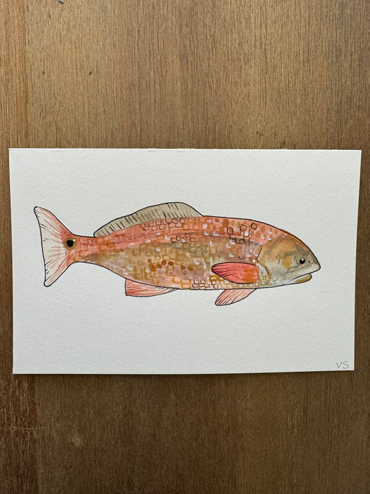 Red Drum