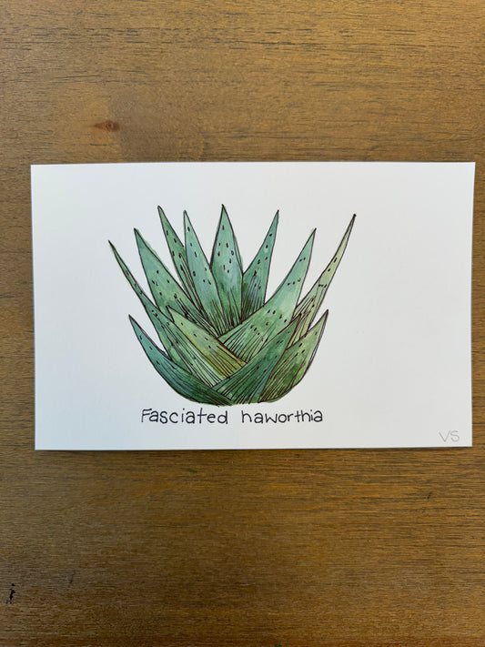 Fasciated haworthia