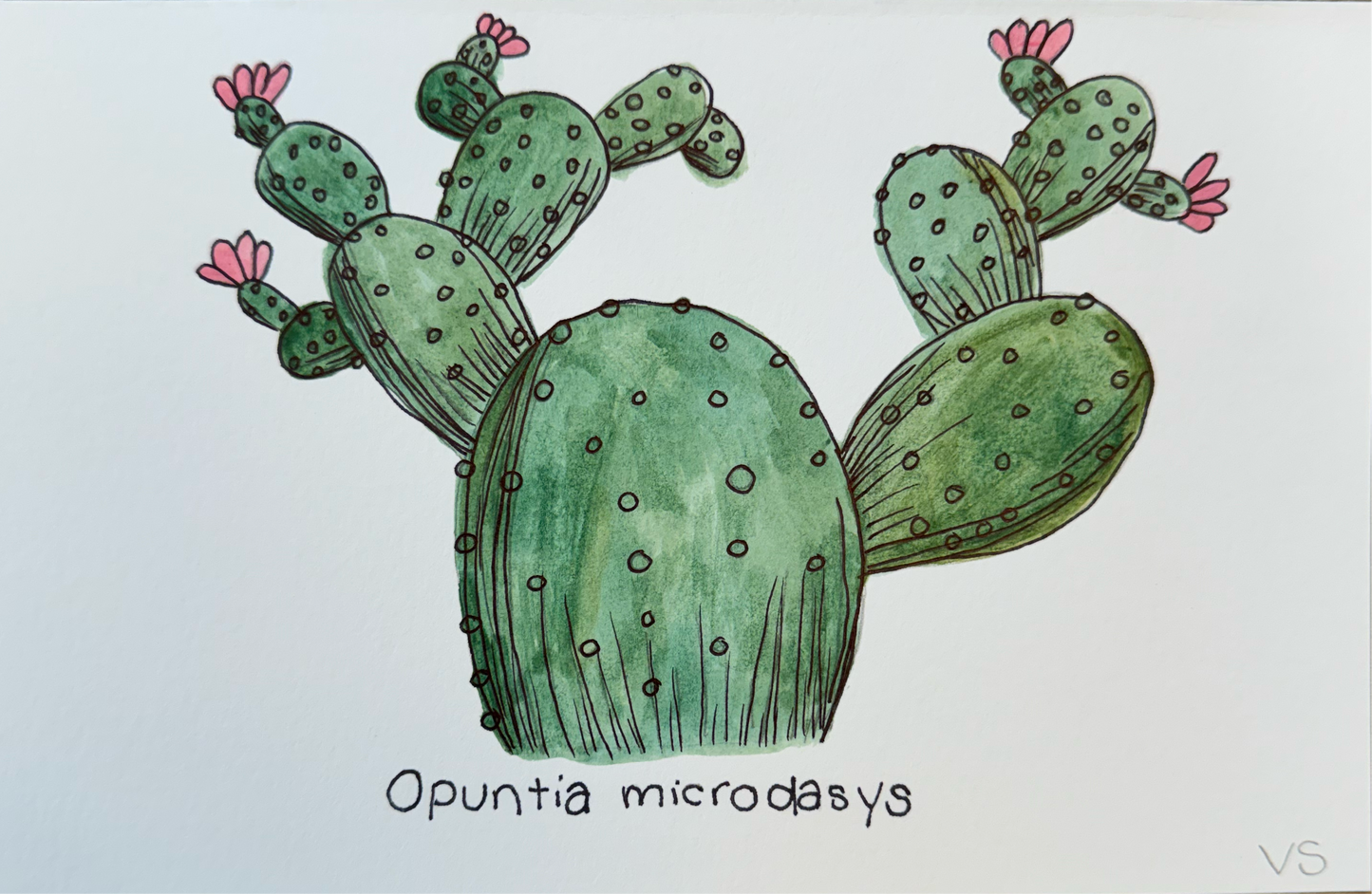 Opuntia microdasys