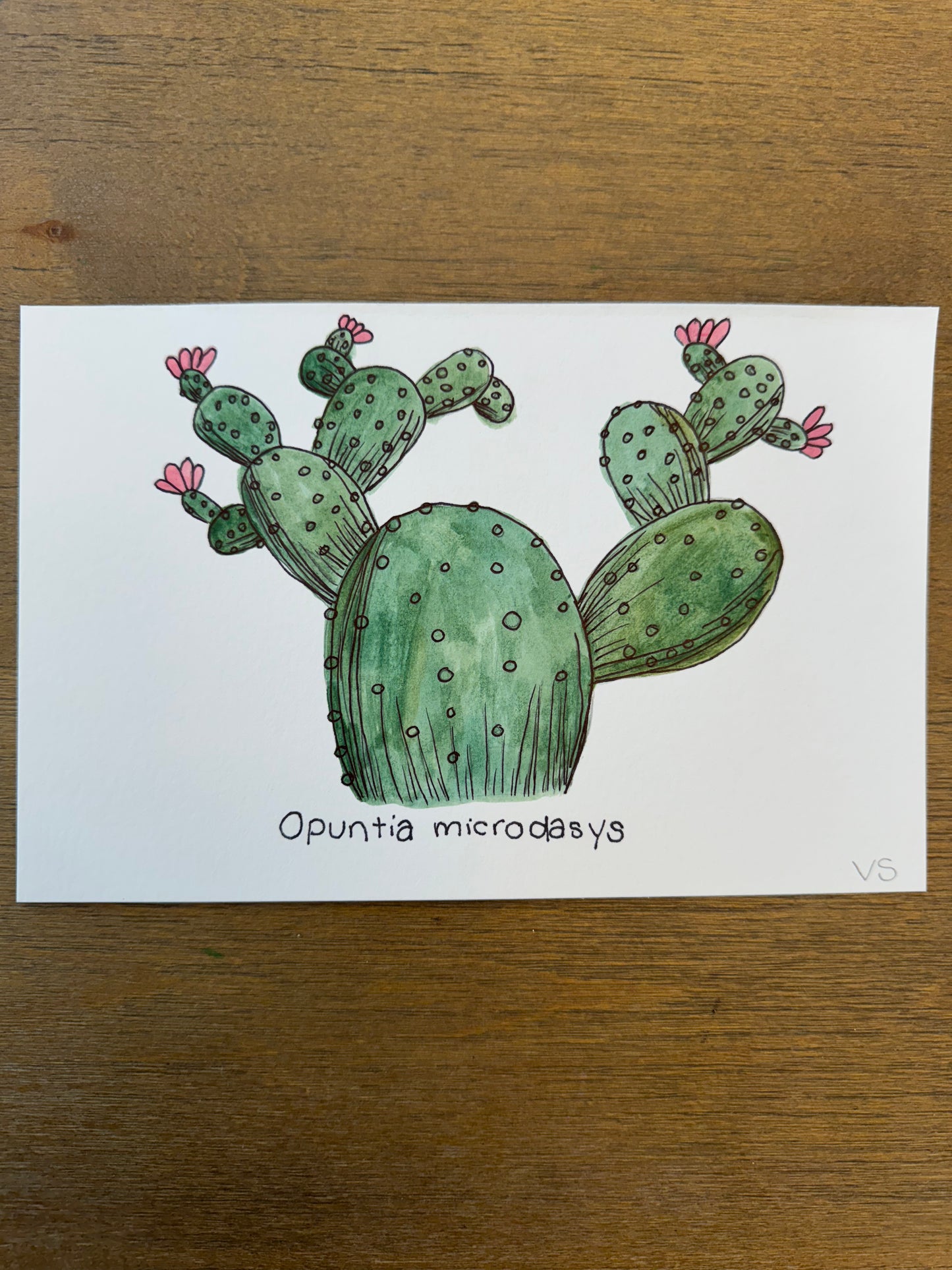 Opuntia microdasys