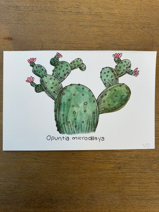 Opuntia microdasys